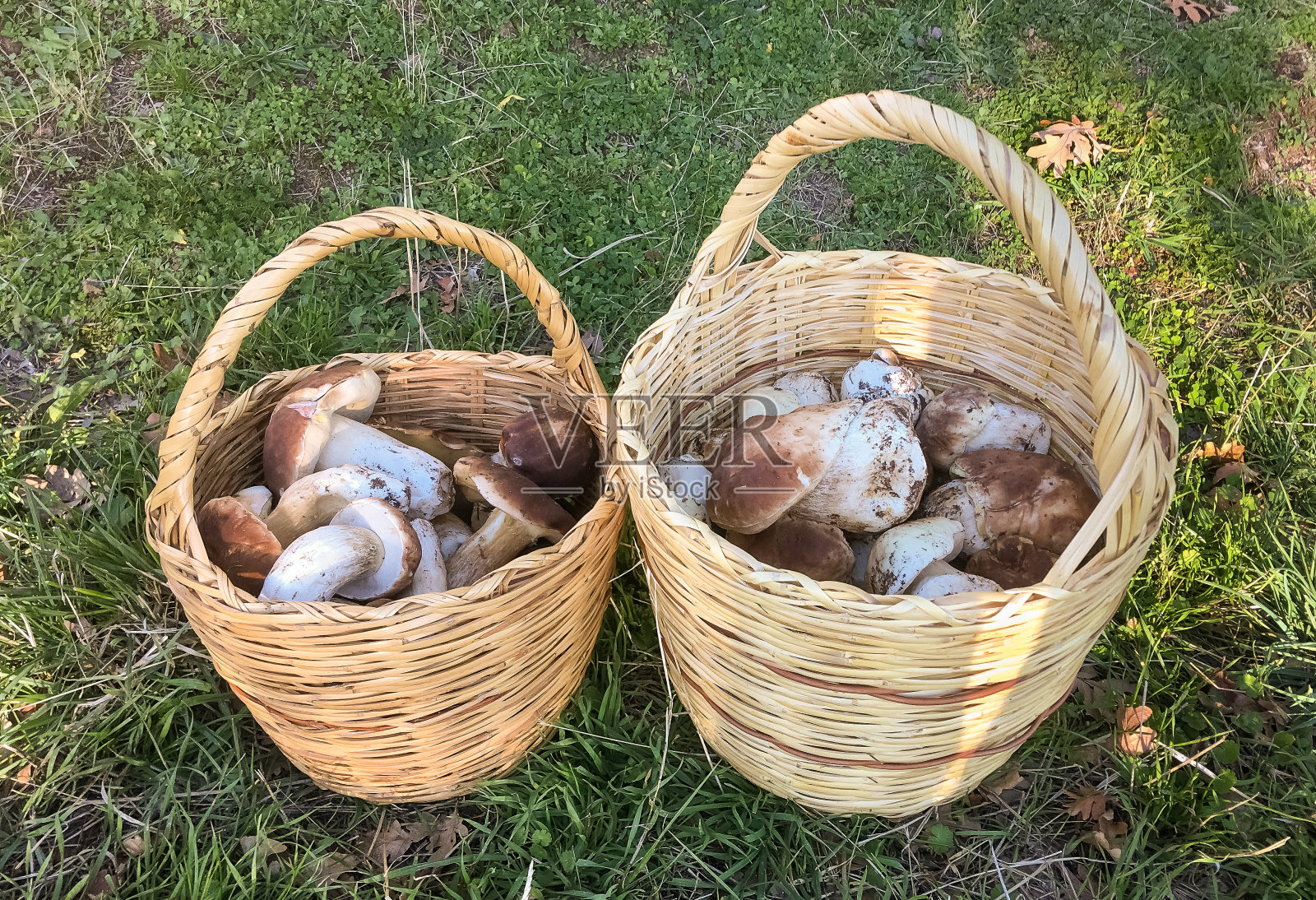 两篮牛肉菌。照片摄影图片