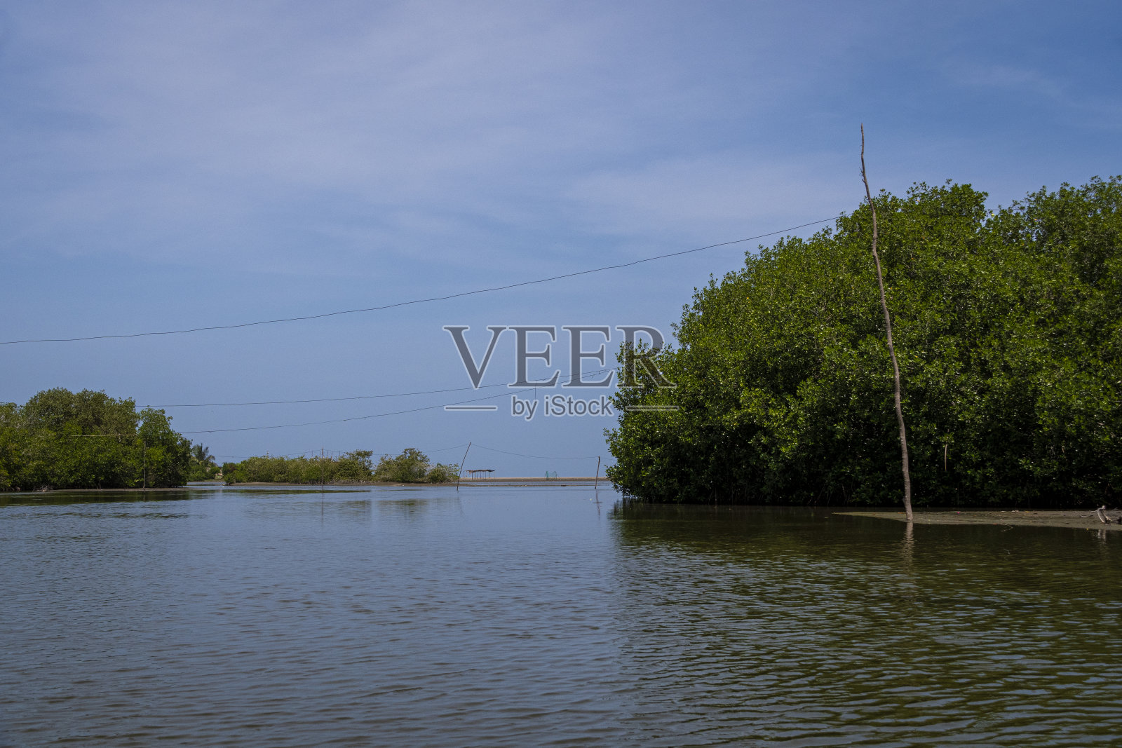 哥伦比亚，卡塔赫纳的红树林沼泽照片摄影图片