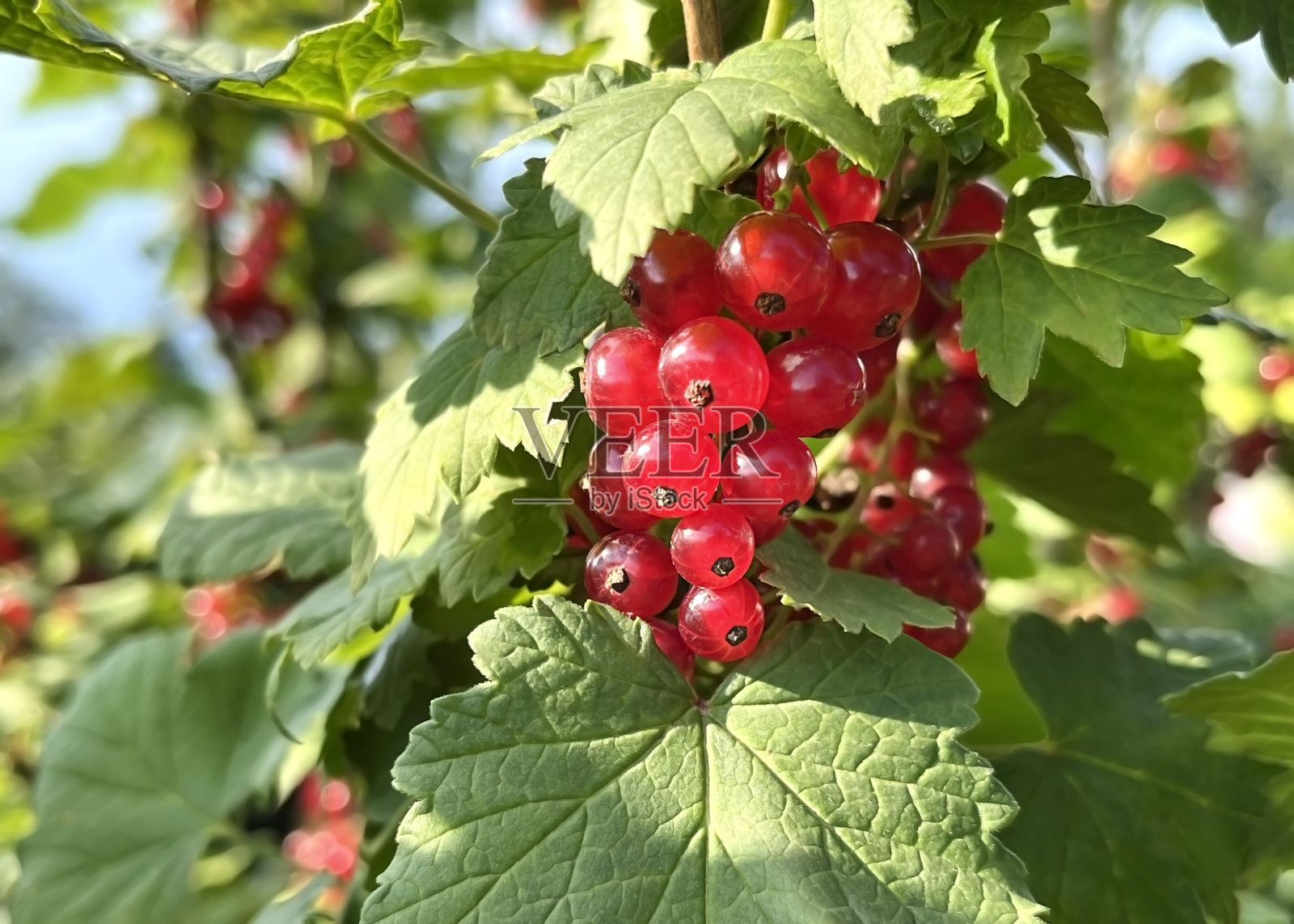 成熟的红醋栗浆果挂在醋栗丛的树枝上照片摄影图片