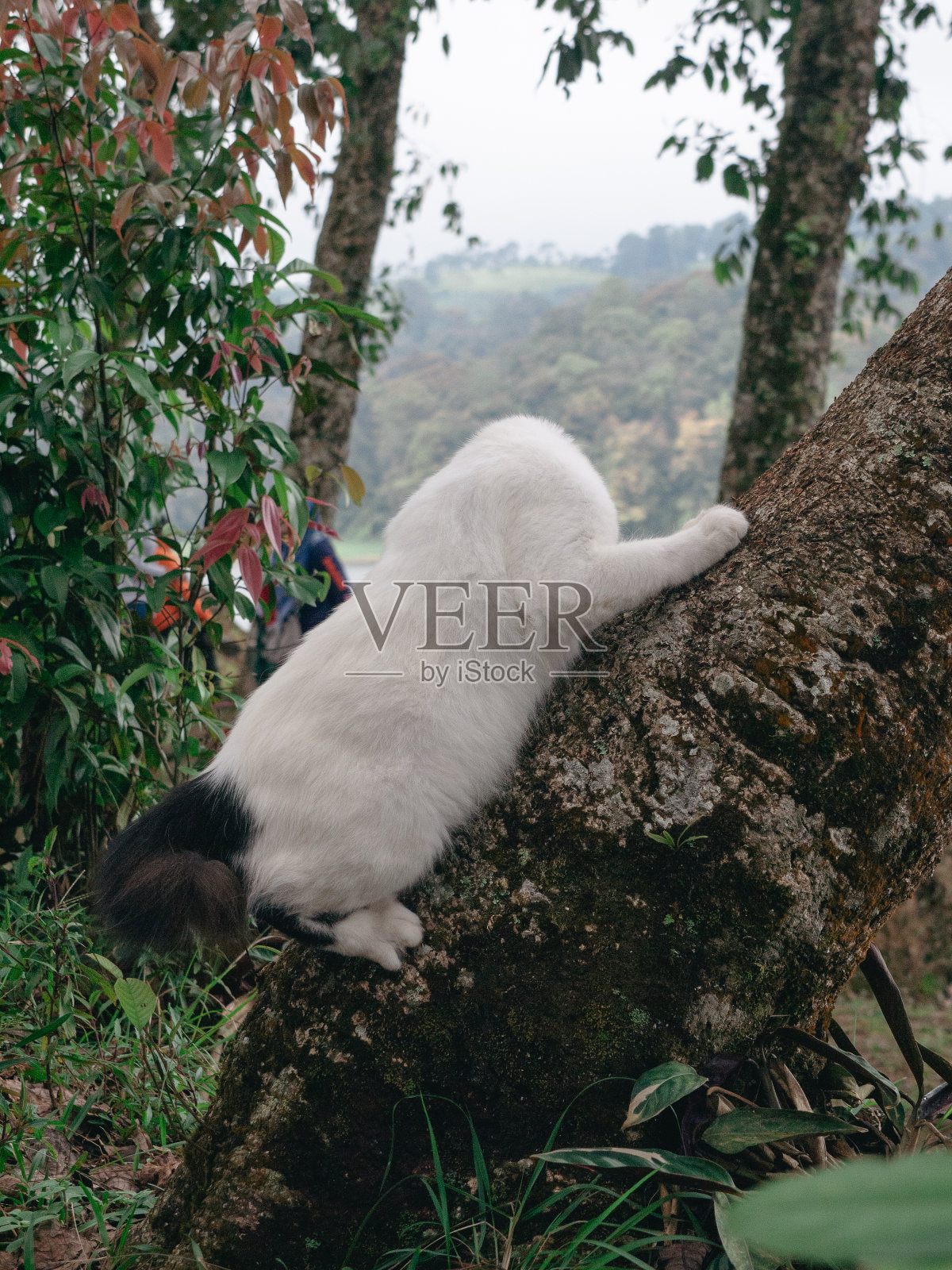 爬树的猫向下看，好像它的头不见了。照片摄影图片