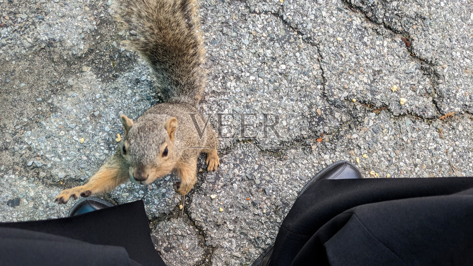 一只松鼠靠近我的鞋子照片摄影图片