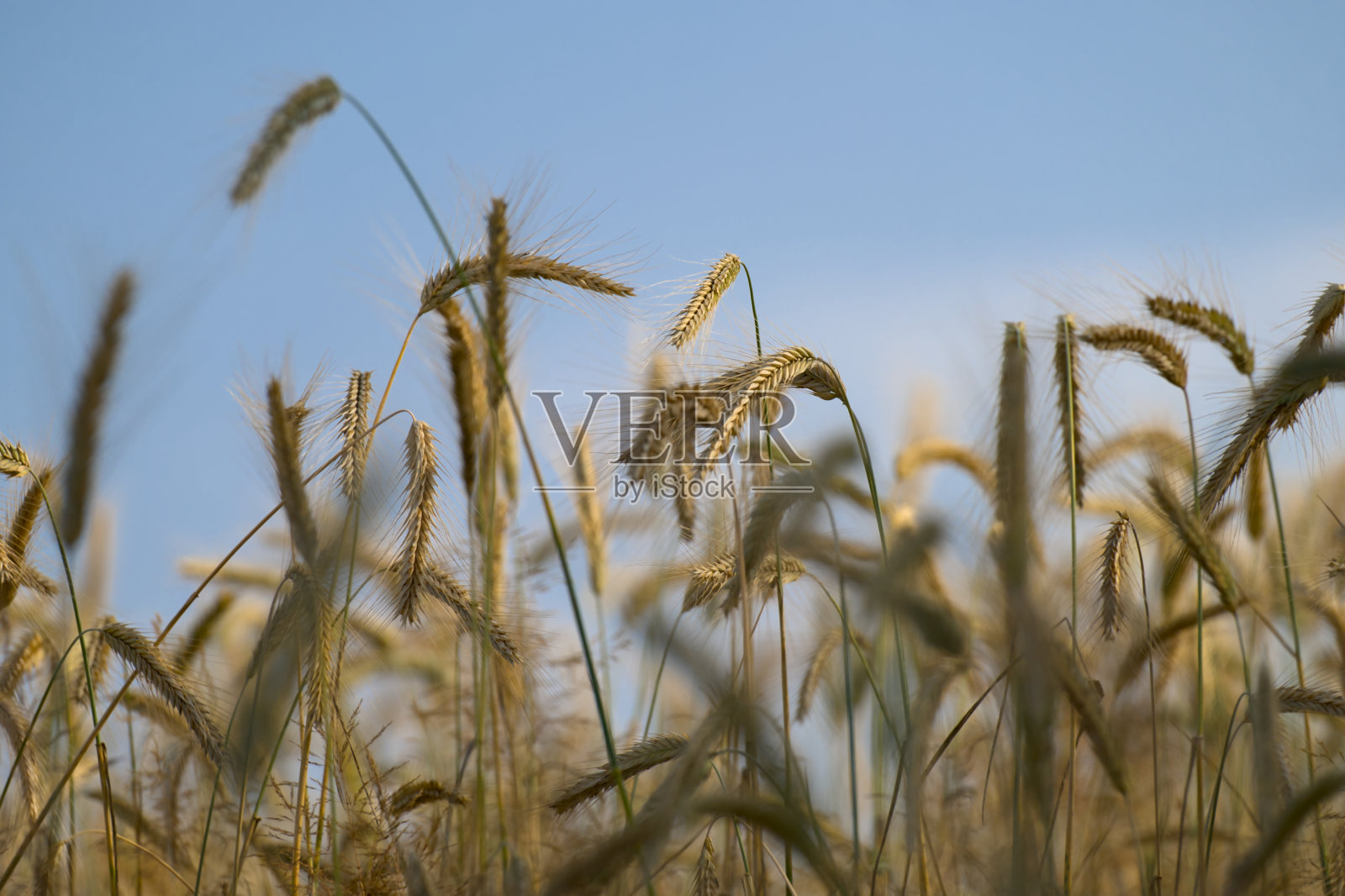 白天干燥的麦田照片摄影图片