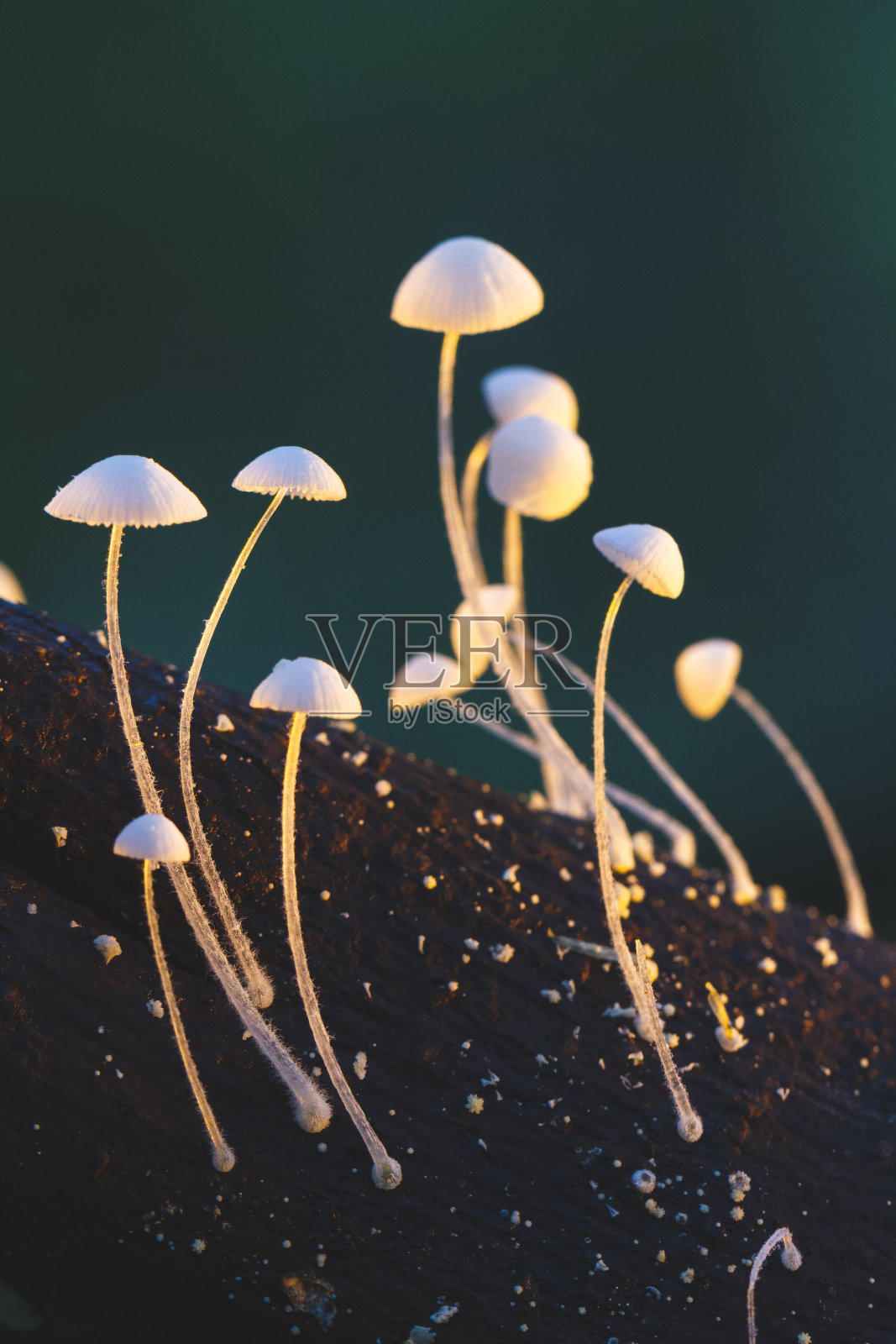 小森林蘑菇，特写图片照片摄影图片