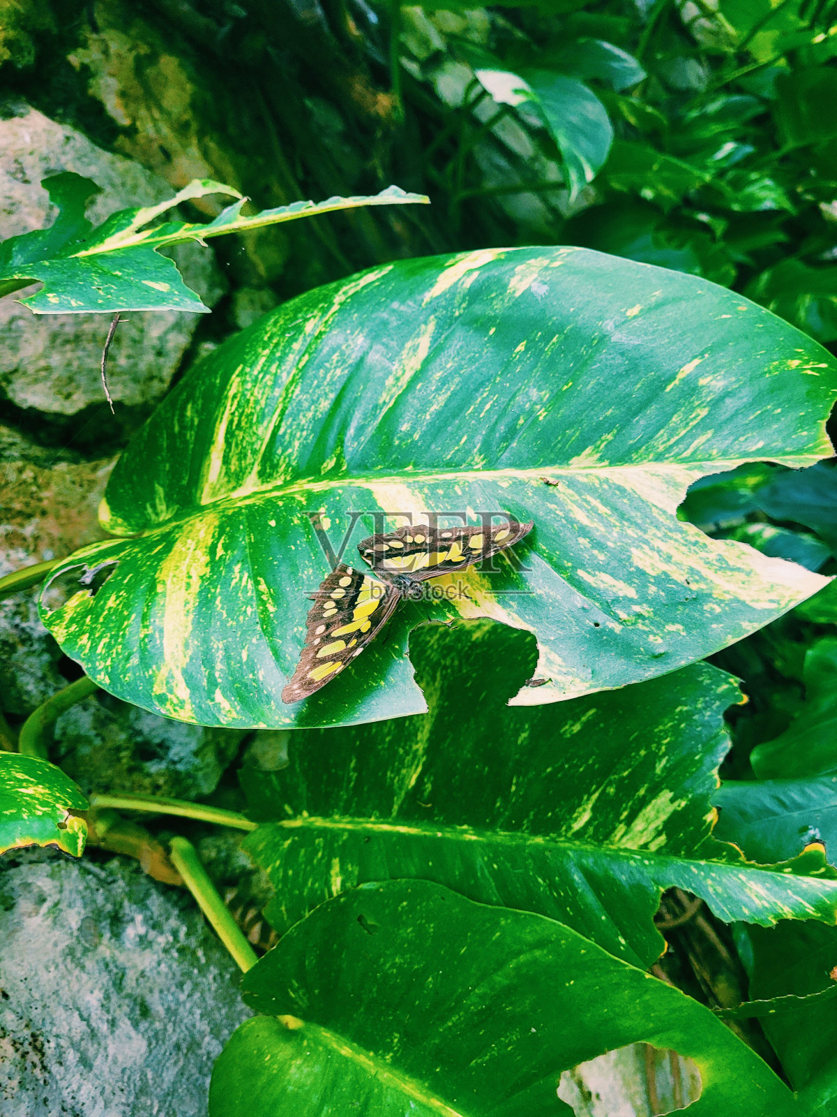 黄色的蝴蝶照片摄影图片