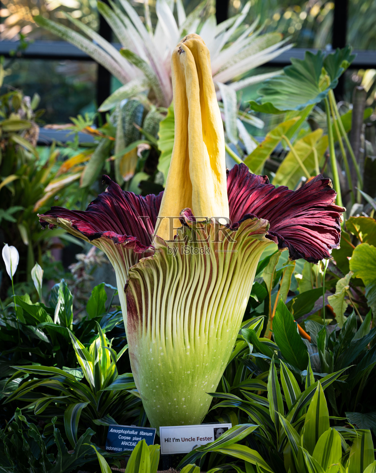 尸花绽放照片摄影图片