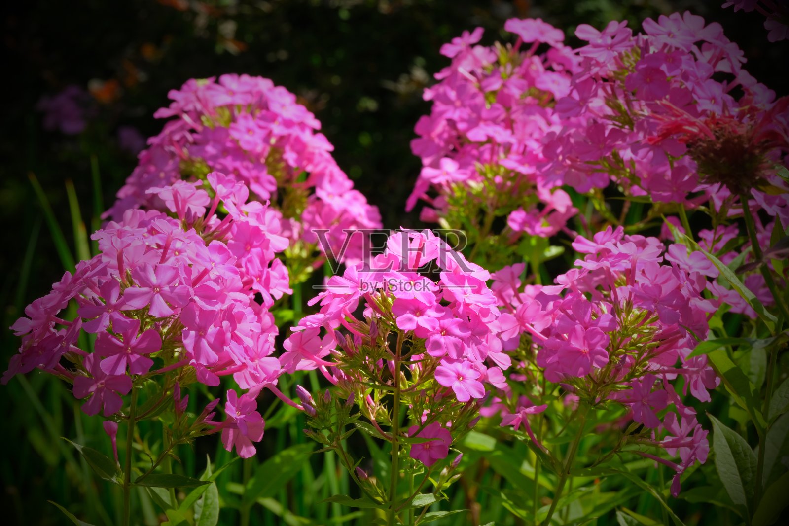 夹竹桃照片摄影图片