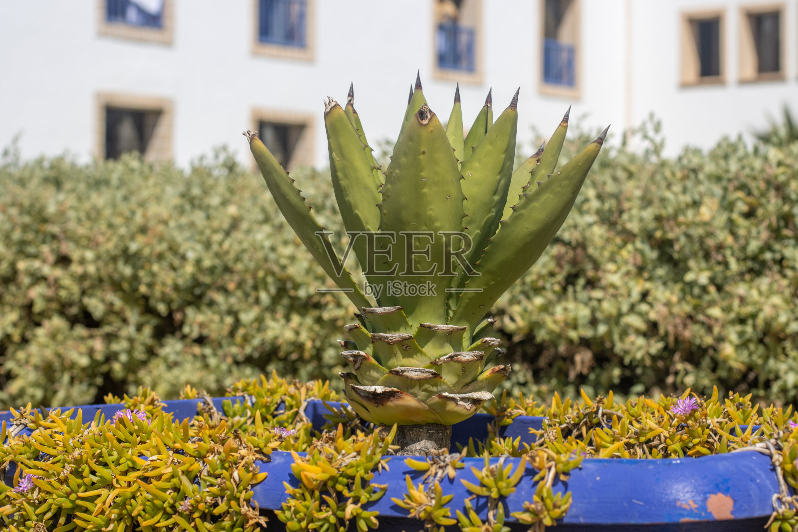 摩洛哥索维拉的龙舌兰植物照片摄影图片