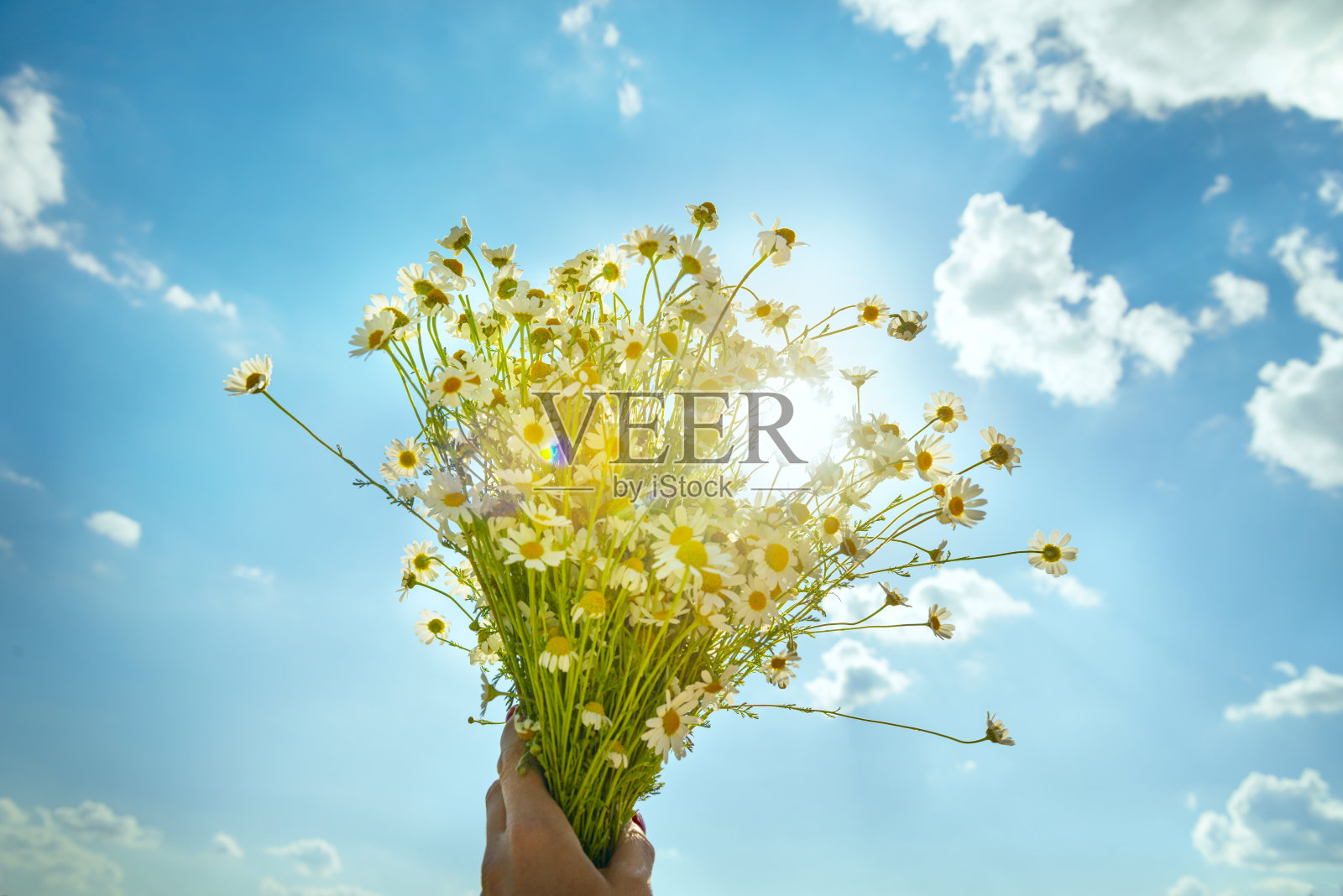 手捧一束野雏菊，背景是天空和太阳。照片摄影图片