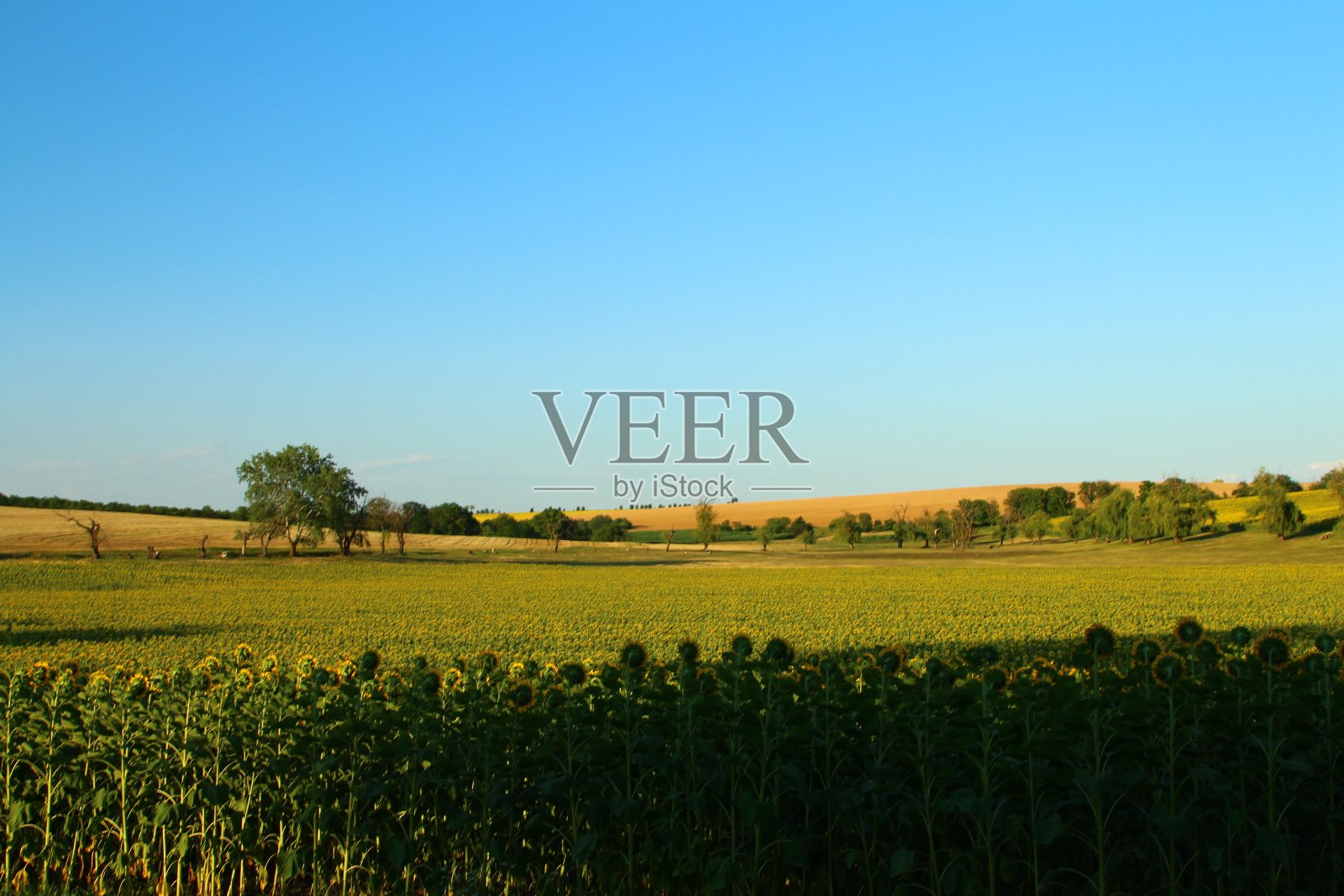 一片庄稼田照片摄影图片