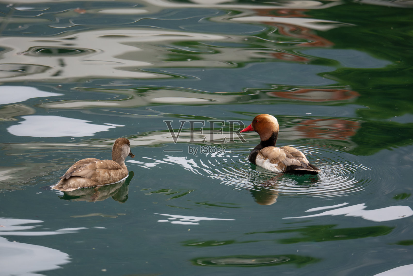 阿纳特拉·达·贝科·罗索照片摄影图片