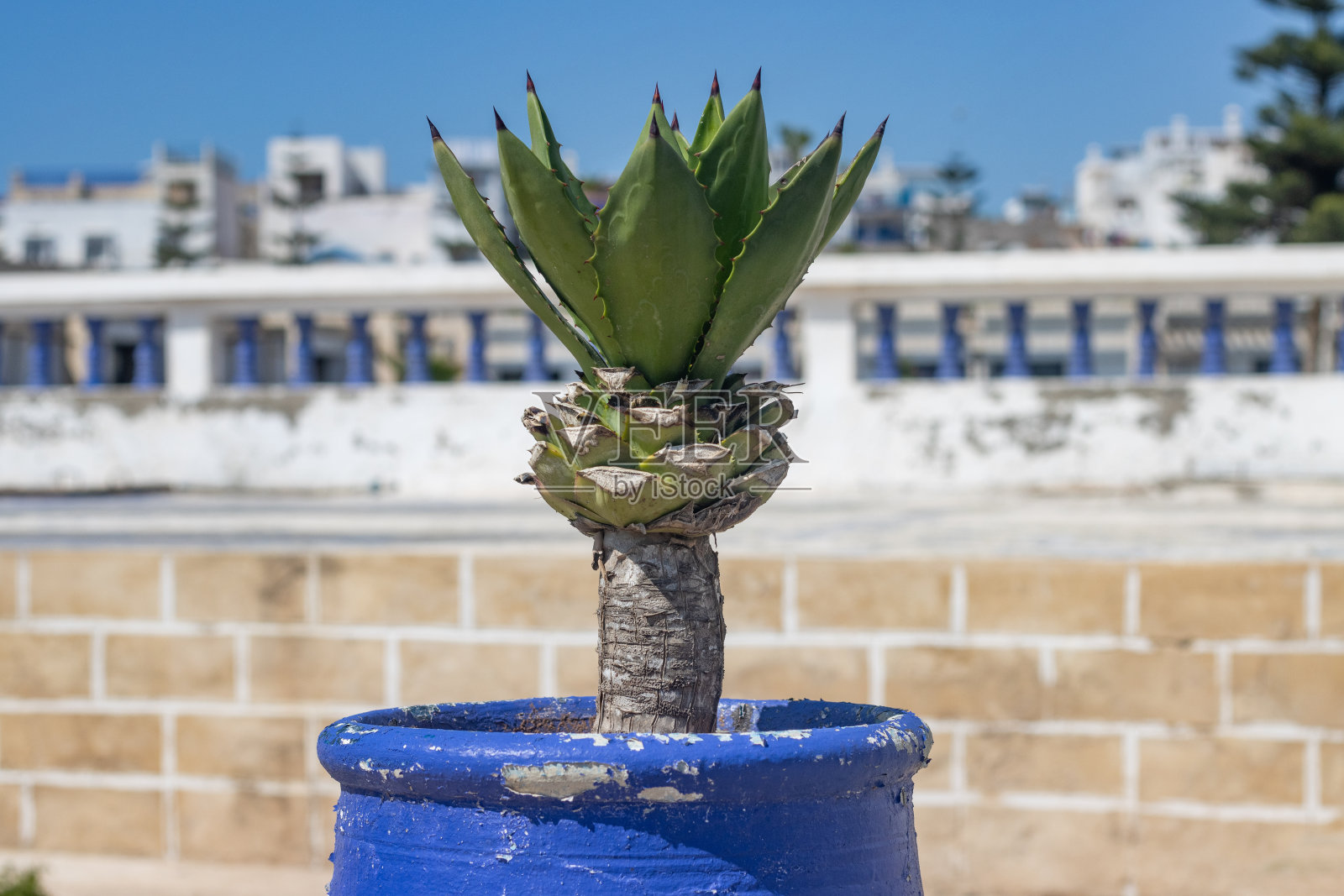 摩洛哥索维拉的龙舌兰植物照片摄影图片