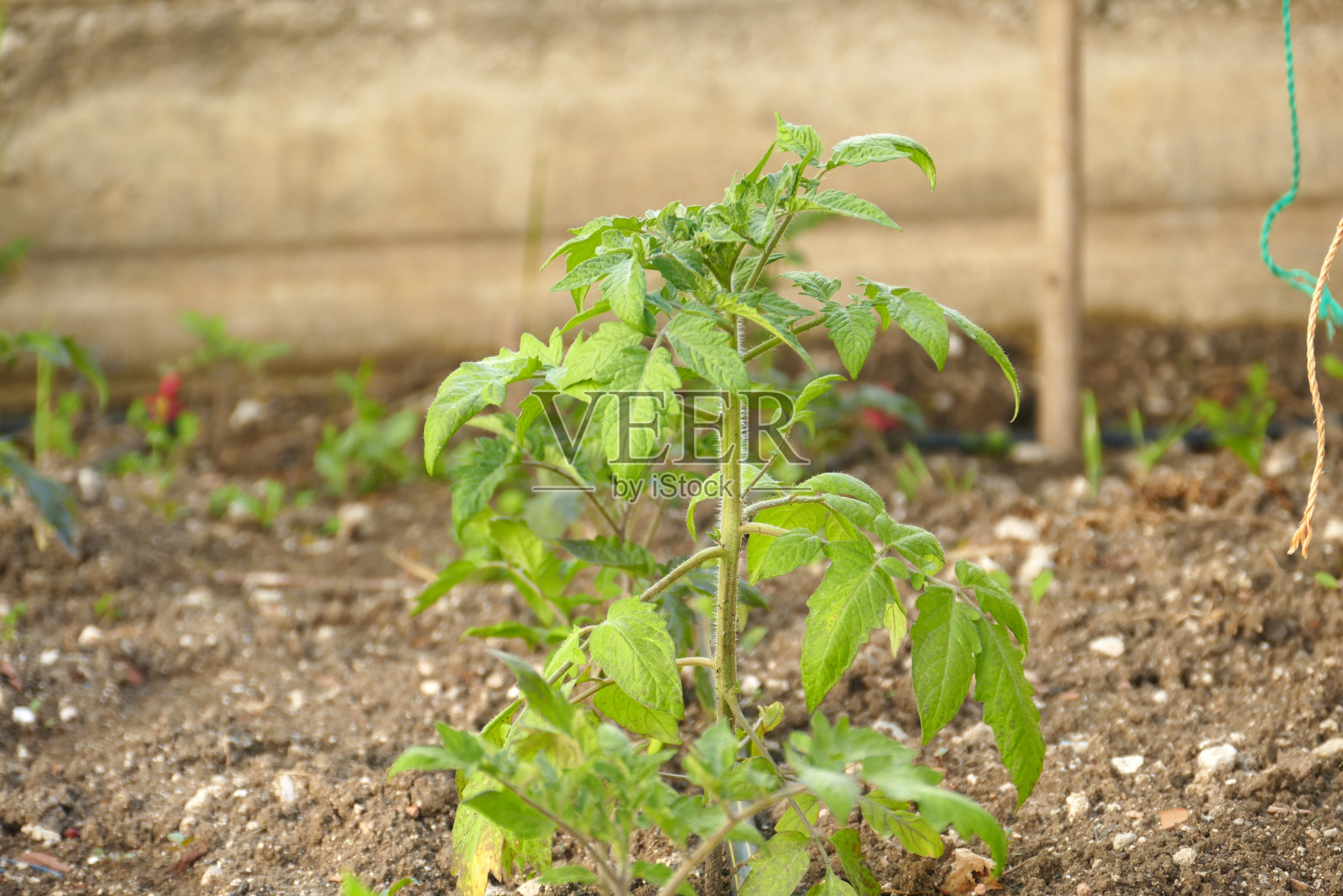 有机番茄栽培，露天种植番茄植株特写;照片摄影图片