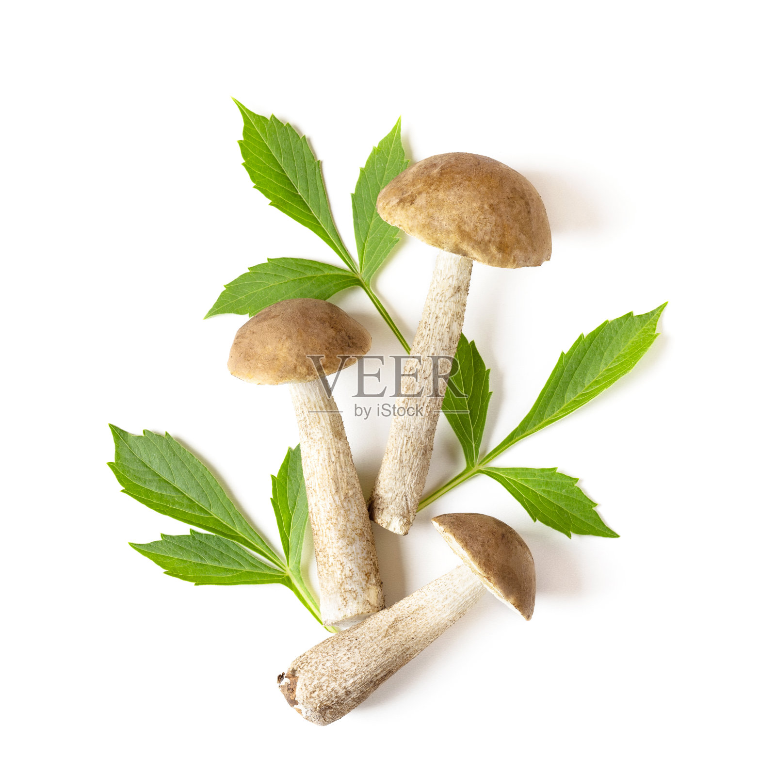 白色背景上的蘑菇照片摄影图片