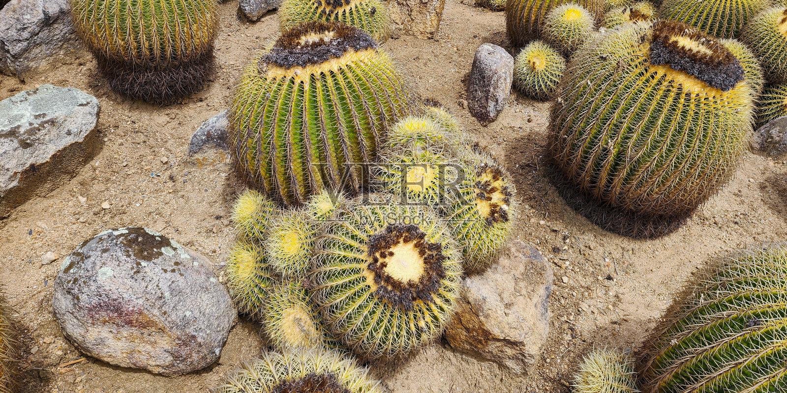 假山、沙漠花园中种植着不同种类的仙人掌。金桶仙人掌-棘爪仙人掌。照片摄影图片