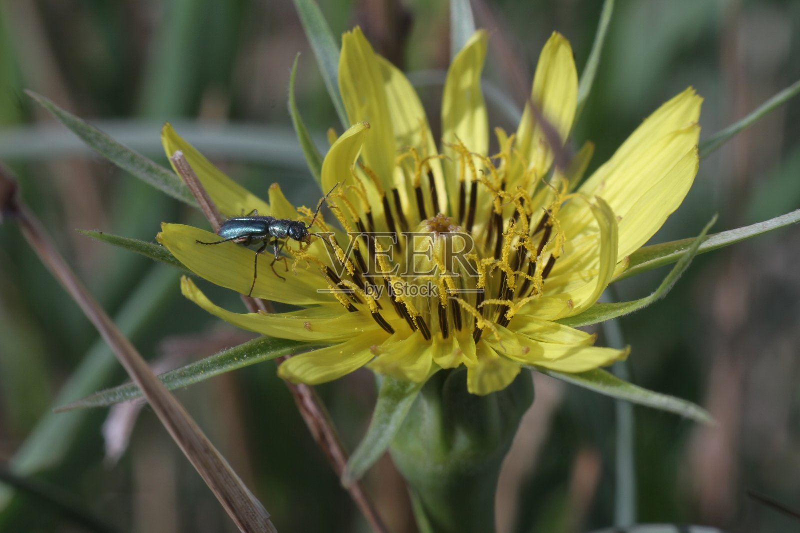 一只小甲虫坐在一朵黄花上照片摄影图片