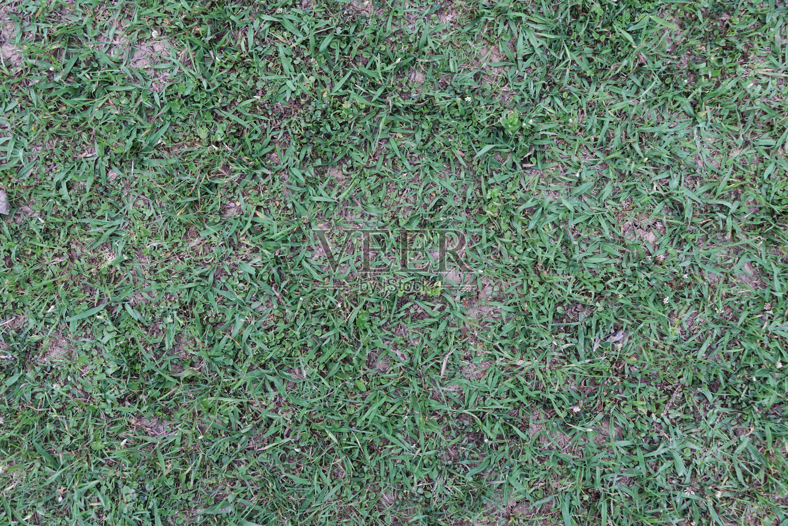 绿色草地纹理照片摄影图片