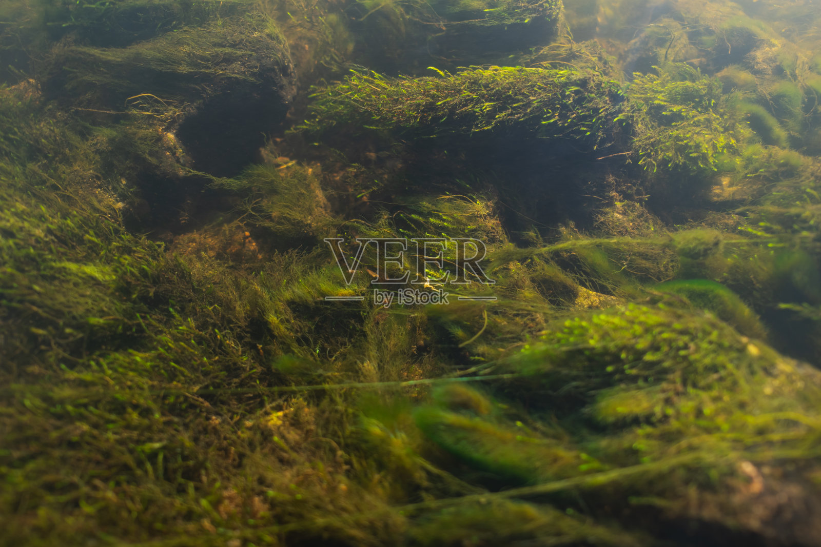 水下照片，鳟鱼在水藻附近的河底煎。照片摄影图片