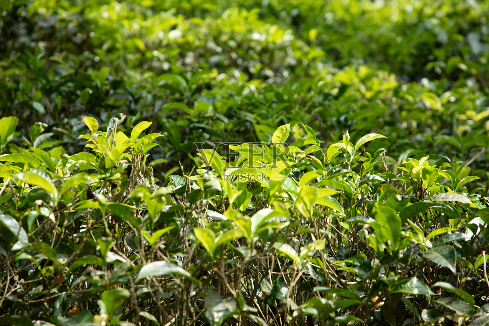 斯里兰卡的高山茶园照片摄影图片