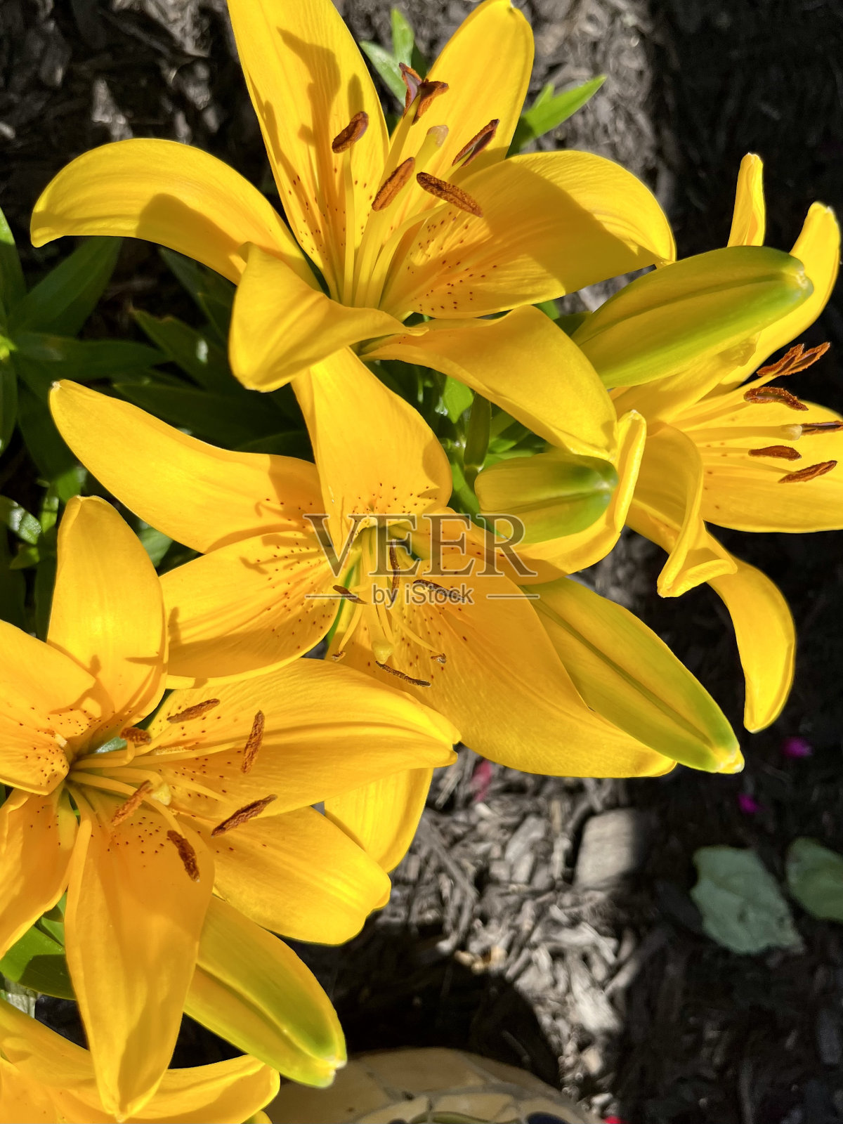 黄色的百合花照片摄影图片