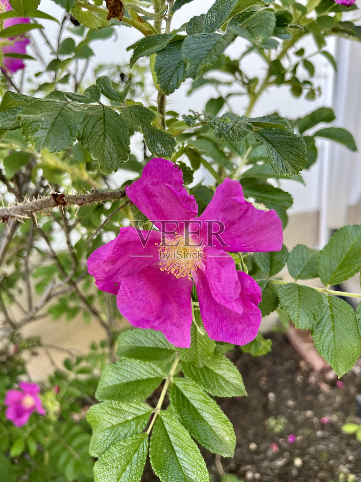 玫瑰丛中照片摄影图片