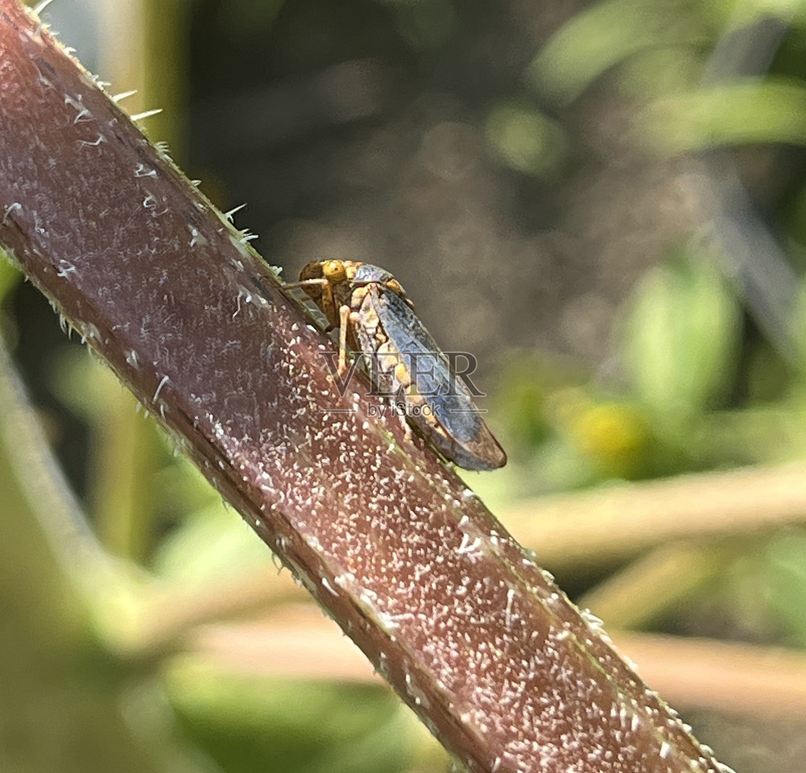 宽头神枪手眼斜视照片摄影图片