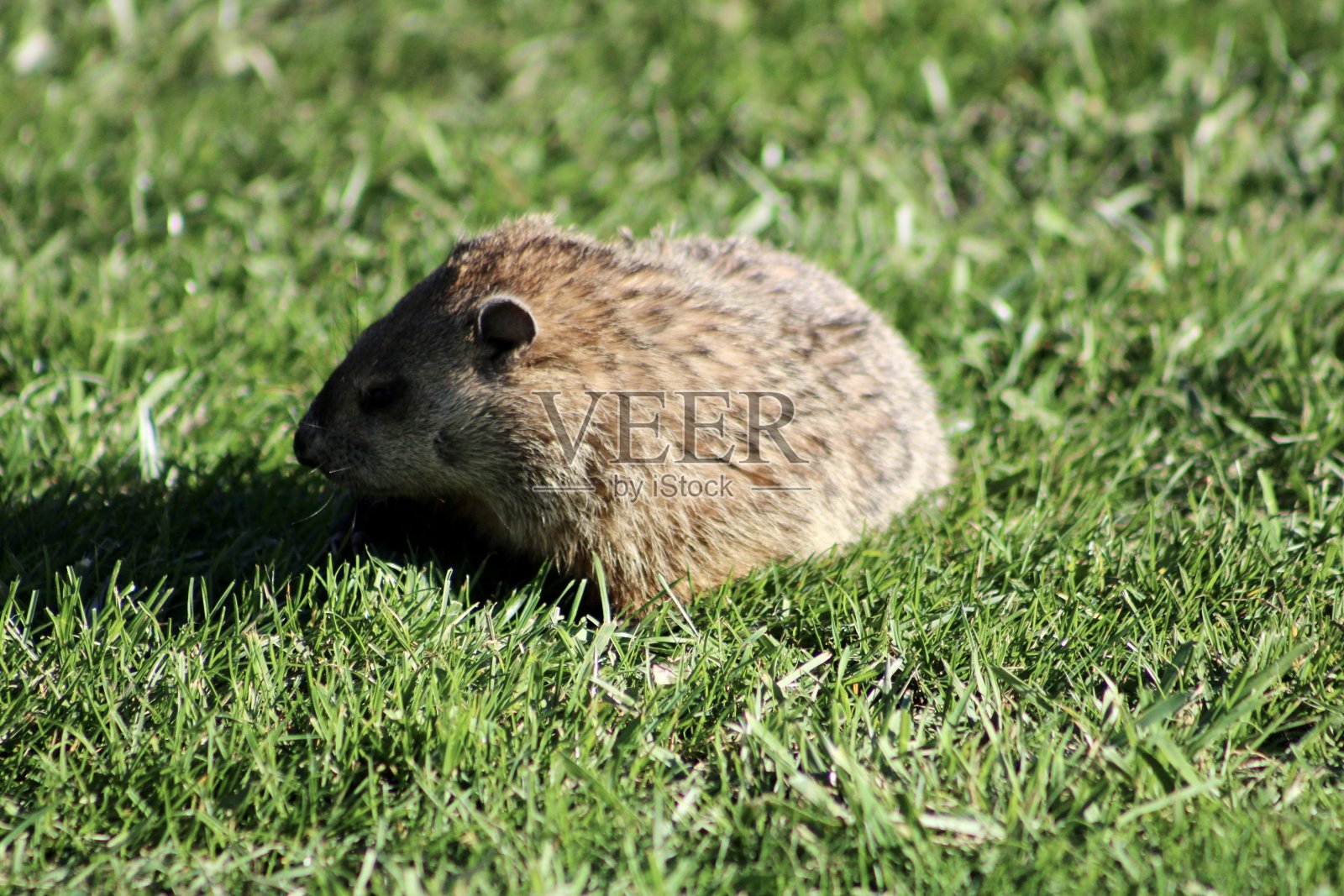 土拨鼠照片摄影图片