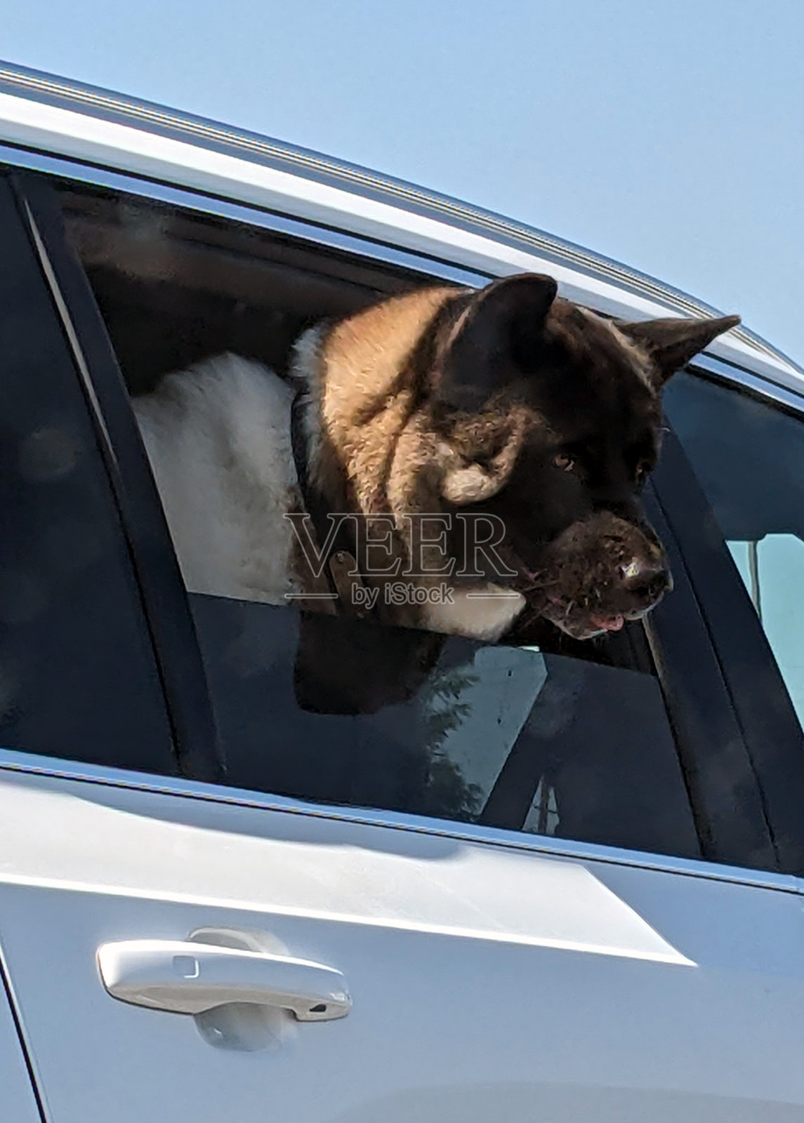 一只欣赏风景的狗照片摄影图片