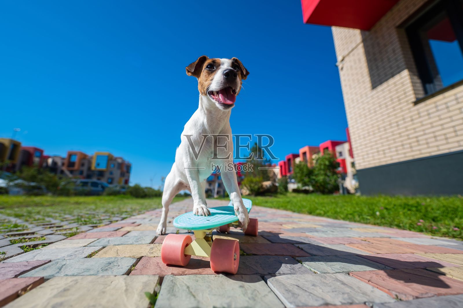 在炎热的夏天，杰克罗素梗狗在户外玩滑板。照片摄影图片