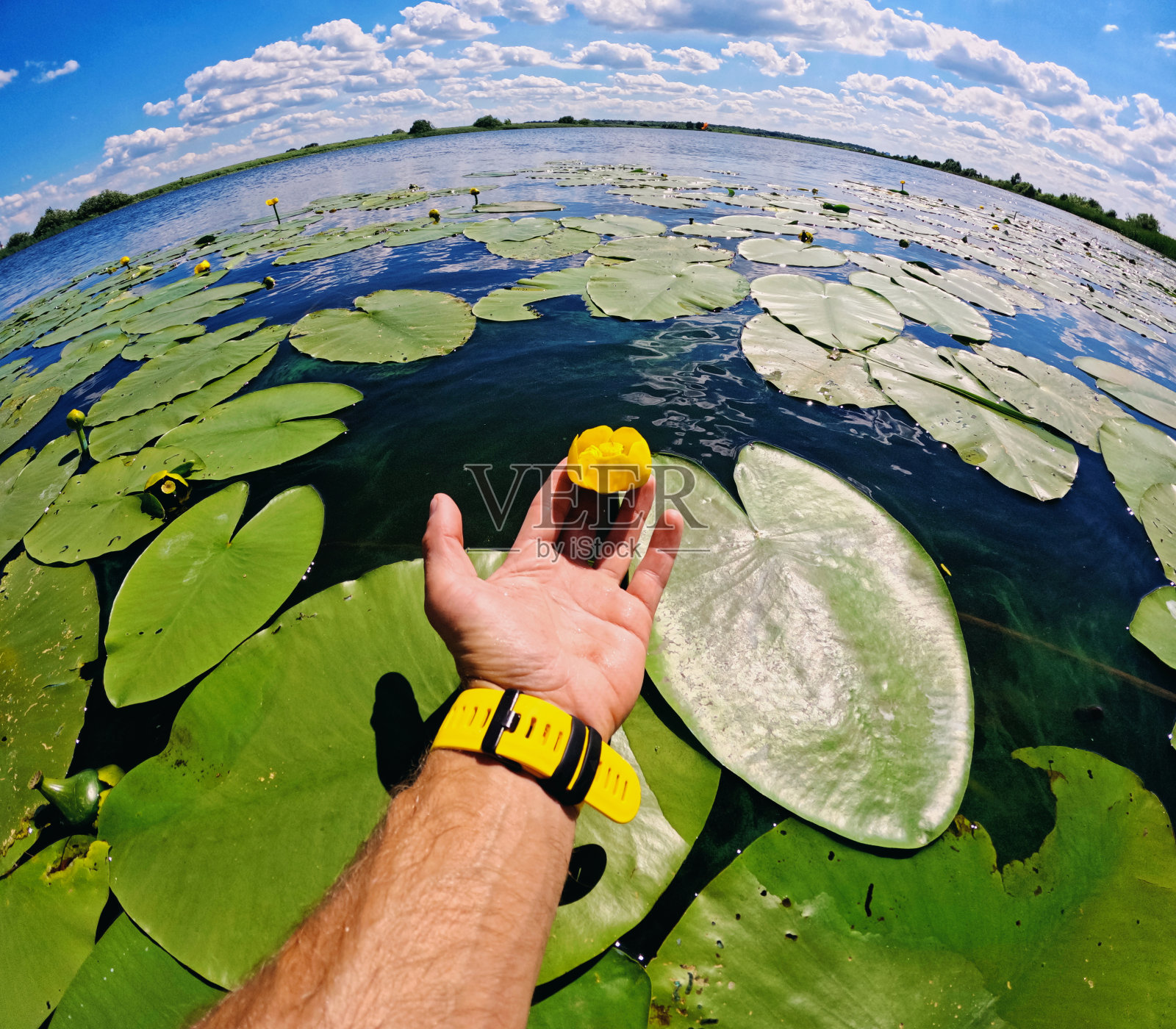 湖景水生植物百合花照片摄影图片