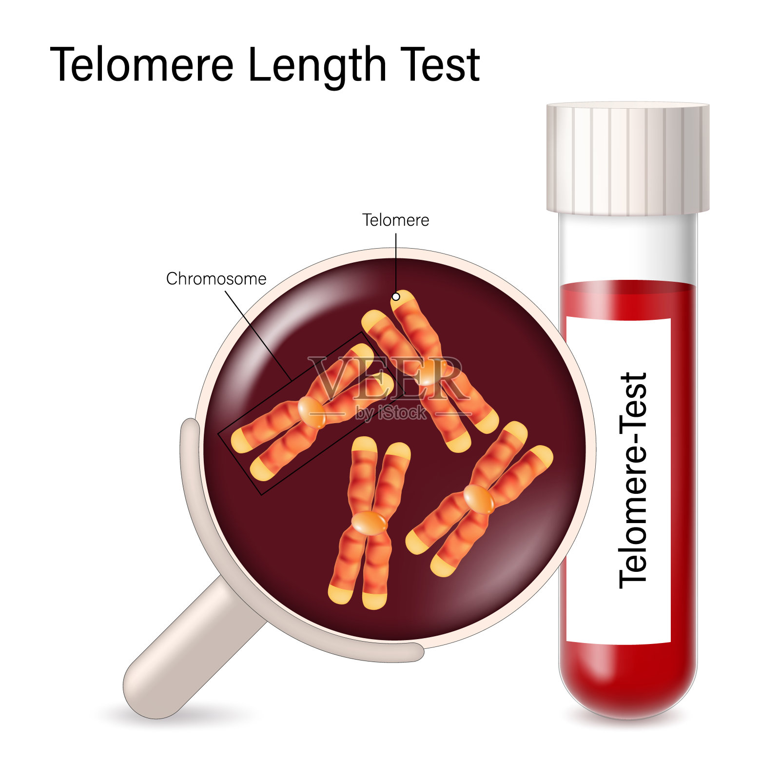 端粒长度测试载体。试管中血样中染色体的放大图像。抗衰老的预后。人类衰老的过程。插画图片素材