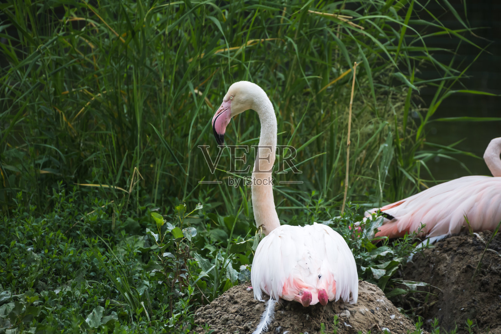 火烈鸟在窝里孵蛋照片摄影图片