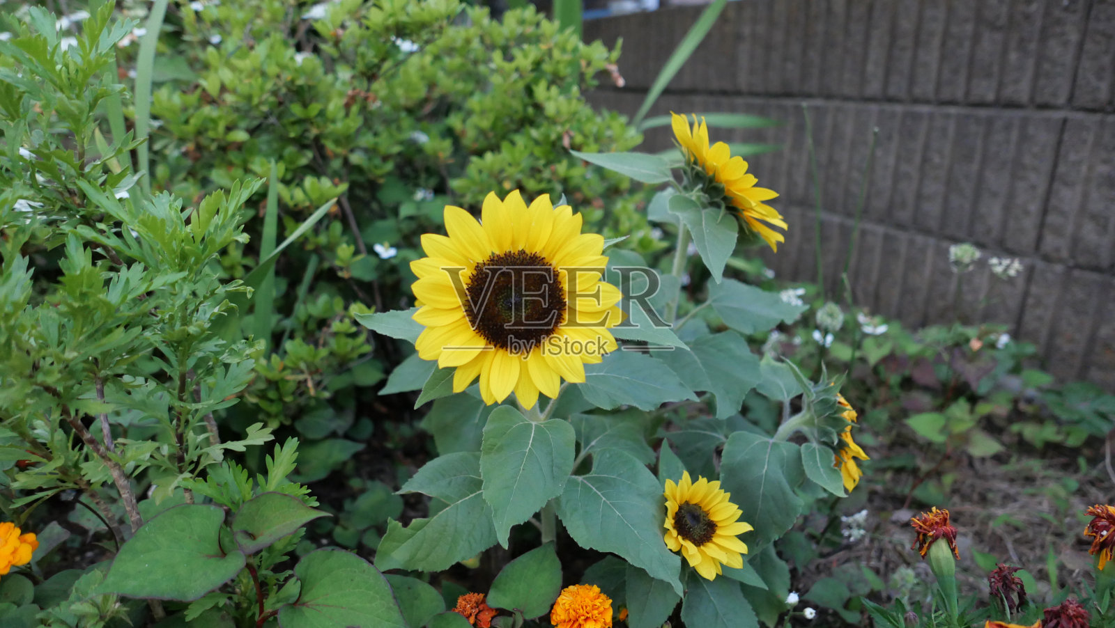 花园里充满活力的向日葵照片摄影图片