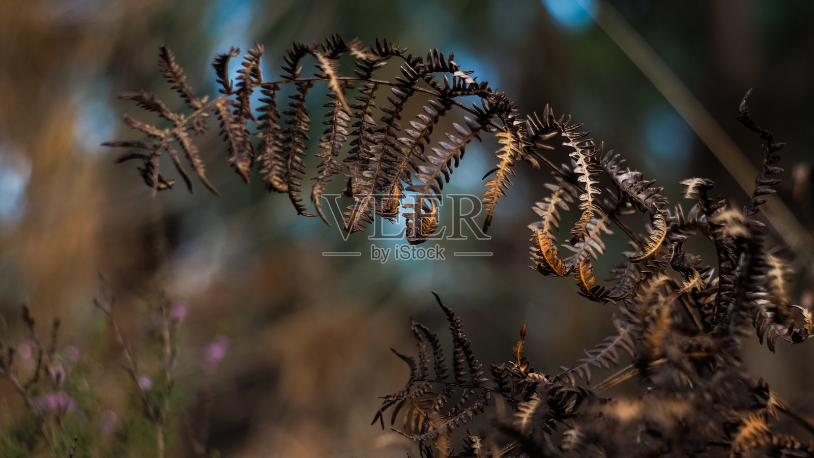 魔鬼和野兽照片摄影图片