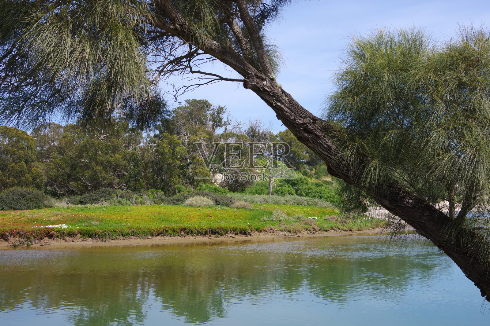 Goleta泥沼照片摄影图片