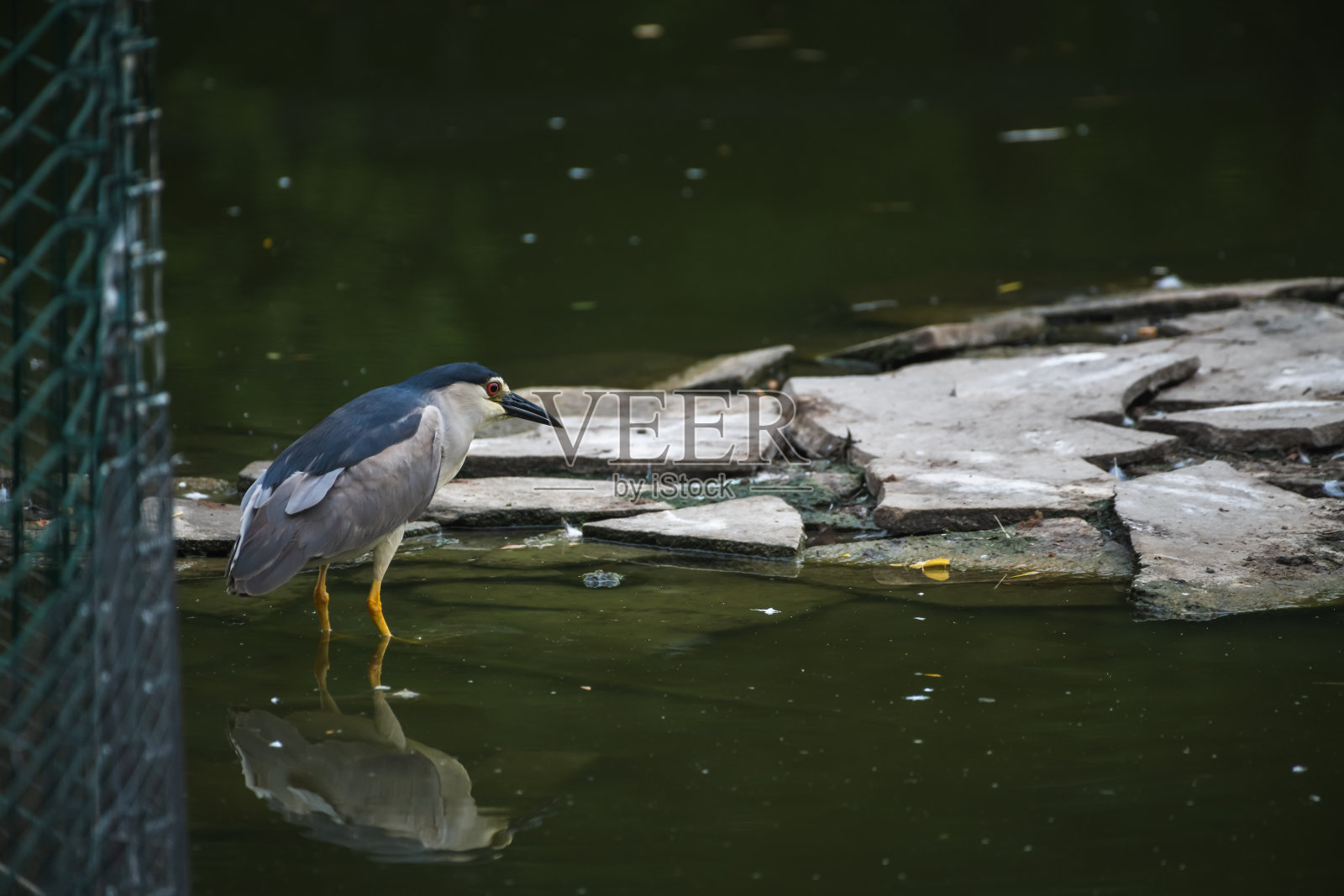 夜鹭在湖上钓鱼照片摄影图片