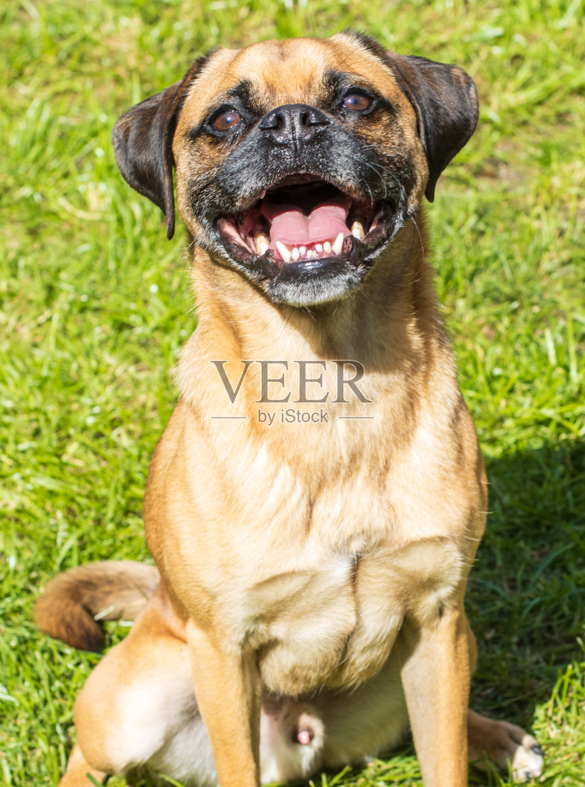 Puggle照片摄影图片