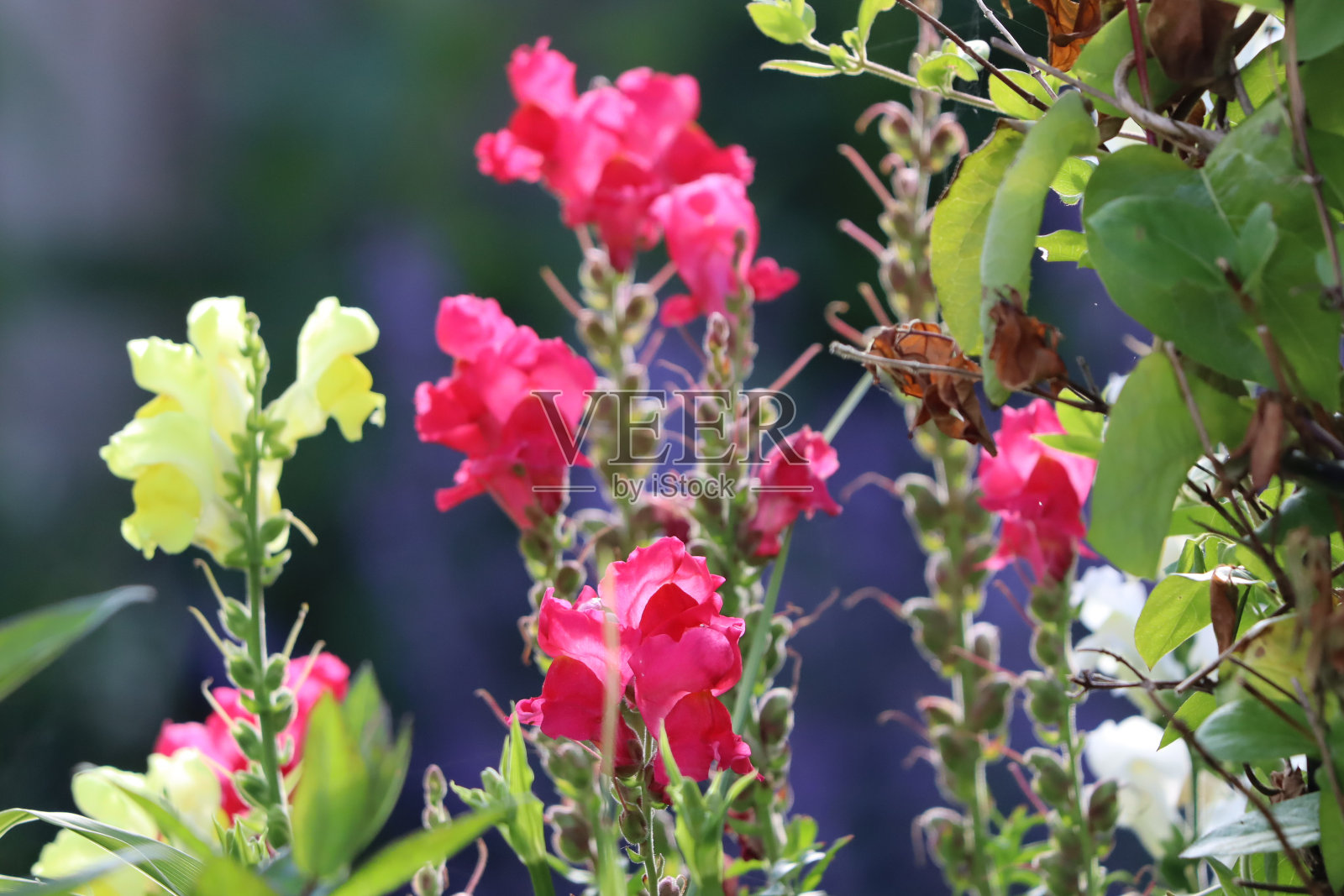Antirrnum照片摄影图片