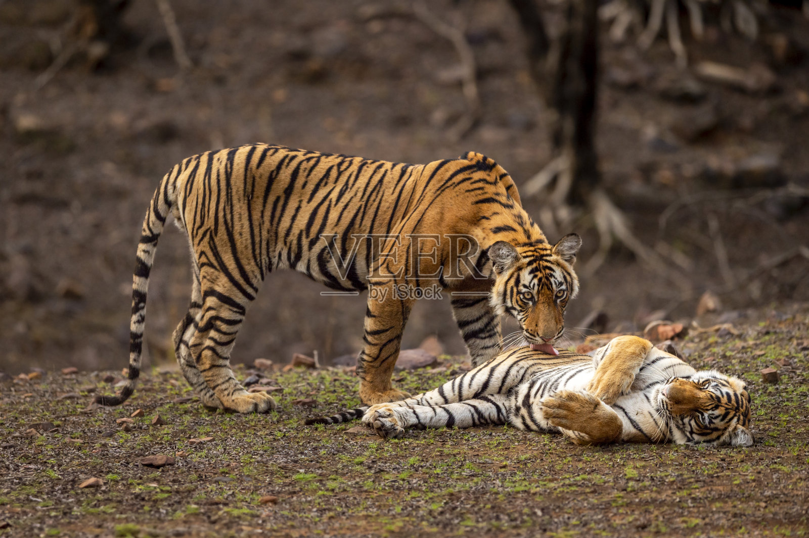 在印度ranthambore国家公园的野生动物园里，两只野生老虎或兄弟姐妹正在用舌头舔胃，以更好地排便和缓解眼神交流，表现出爱和关怀照片摄影图片