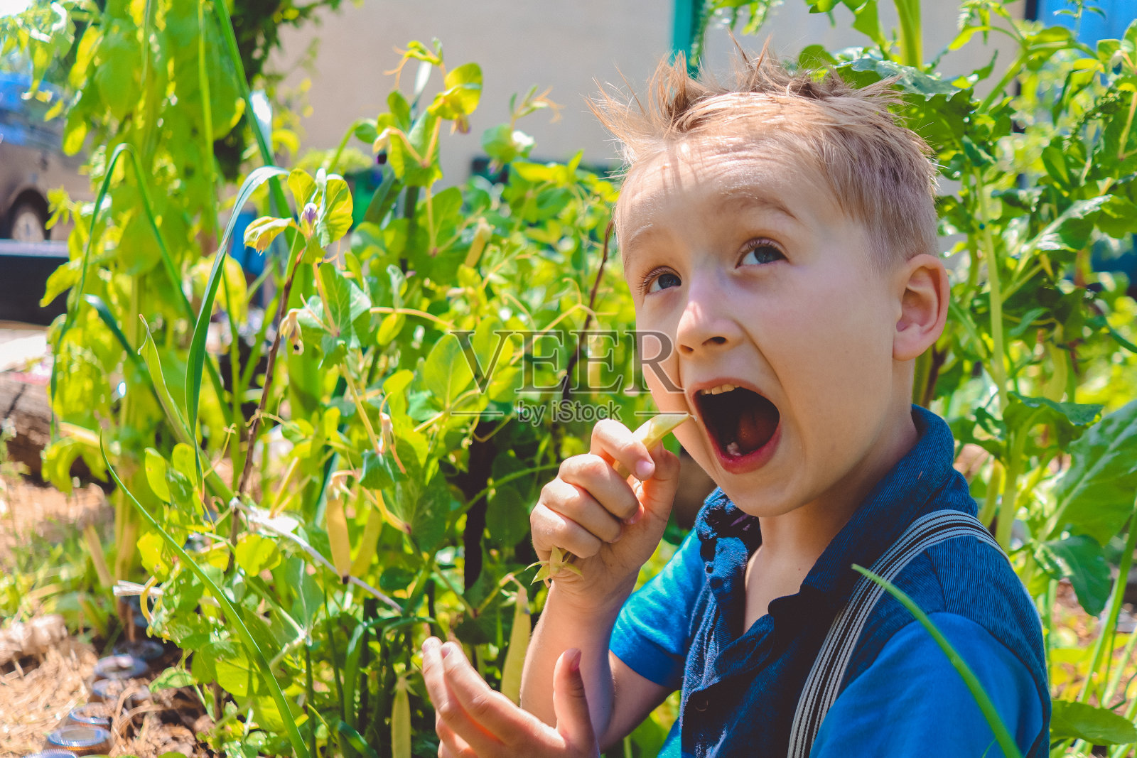 男孩吃甜豌豆照片摄影图片