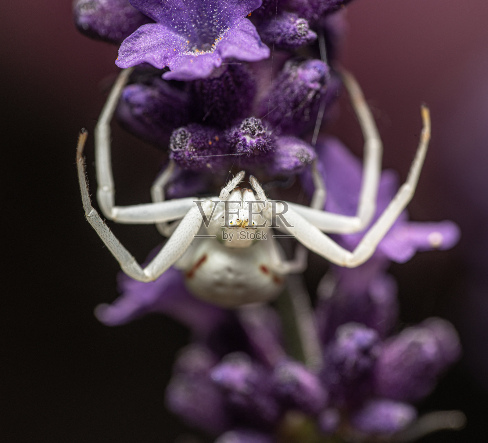 薰衣草上的黄花蟹蛛照片摄影图片