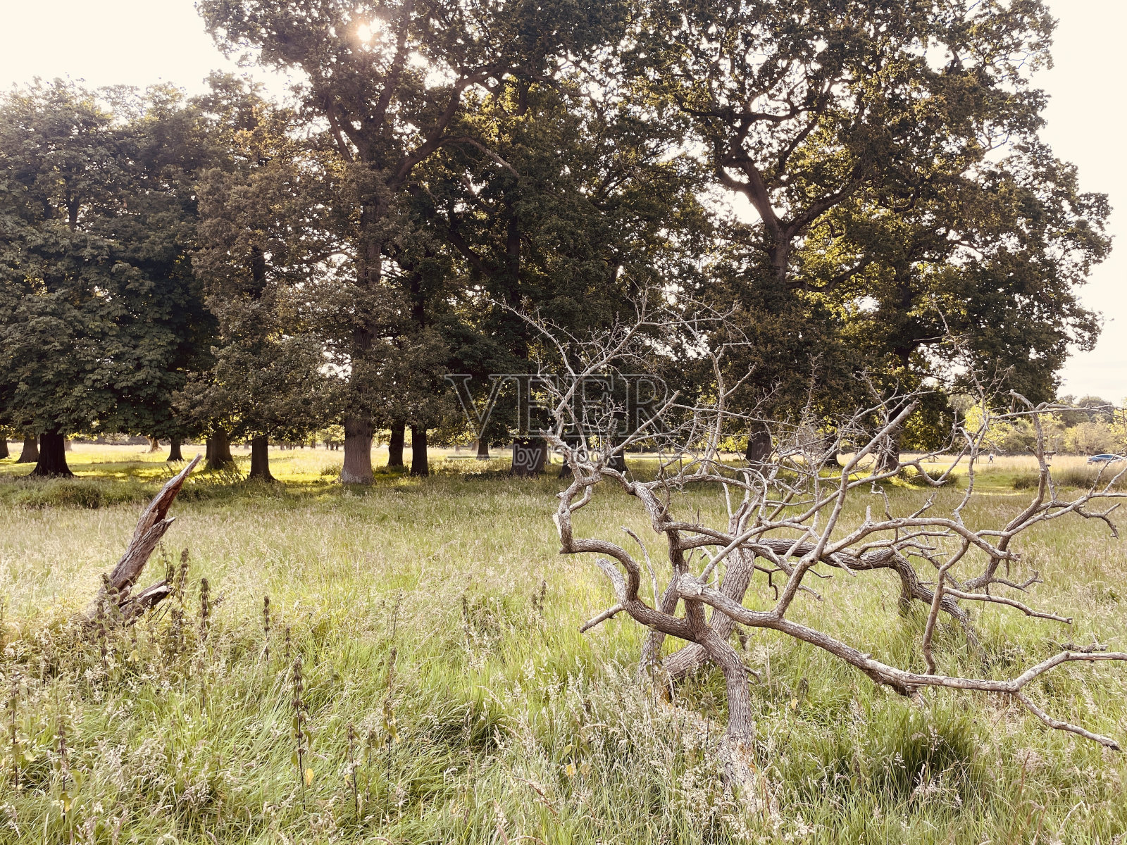 光秃秃的树屹立在森林里照片摄影图片