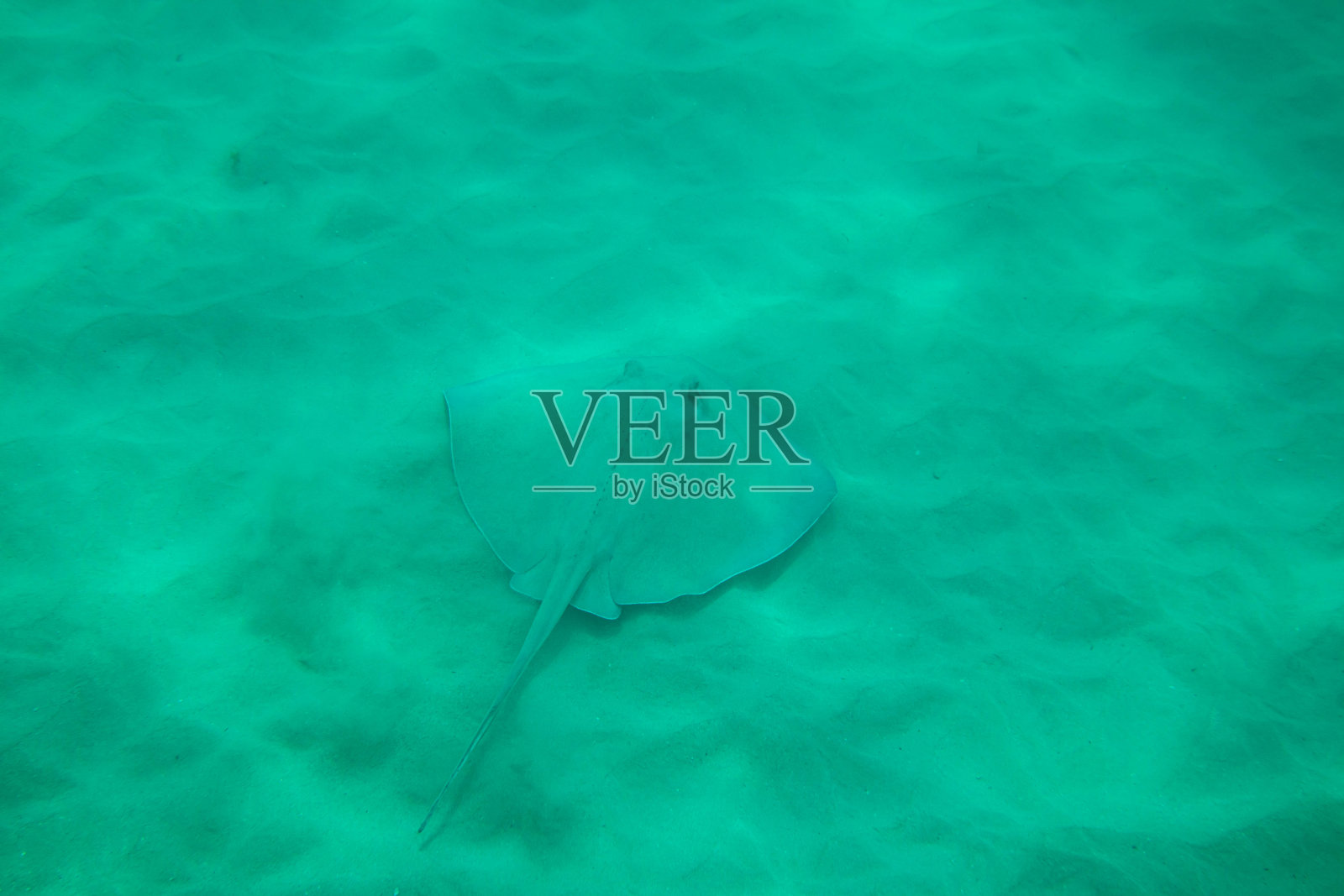 黄貂鱼照片摄影图片