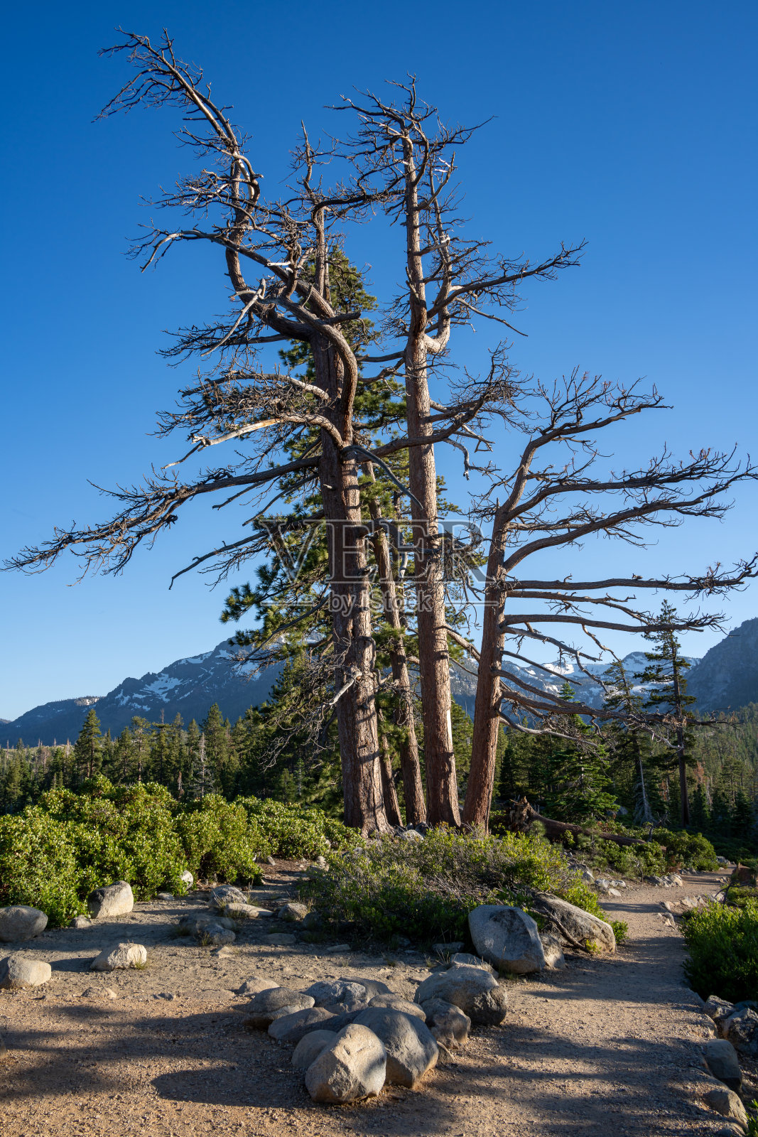 南太浩湖小路中央的一棵大树照片摄影图片