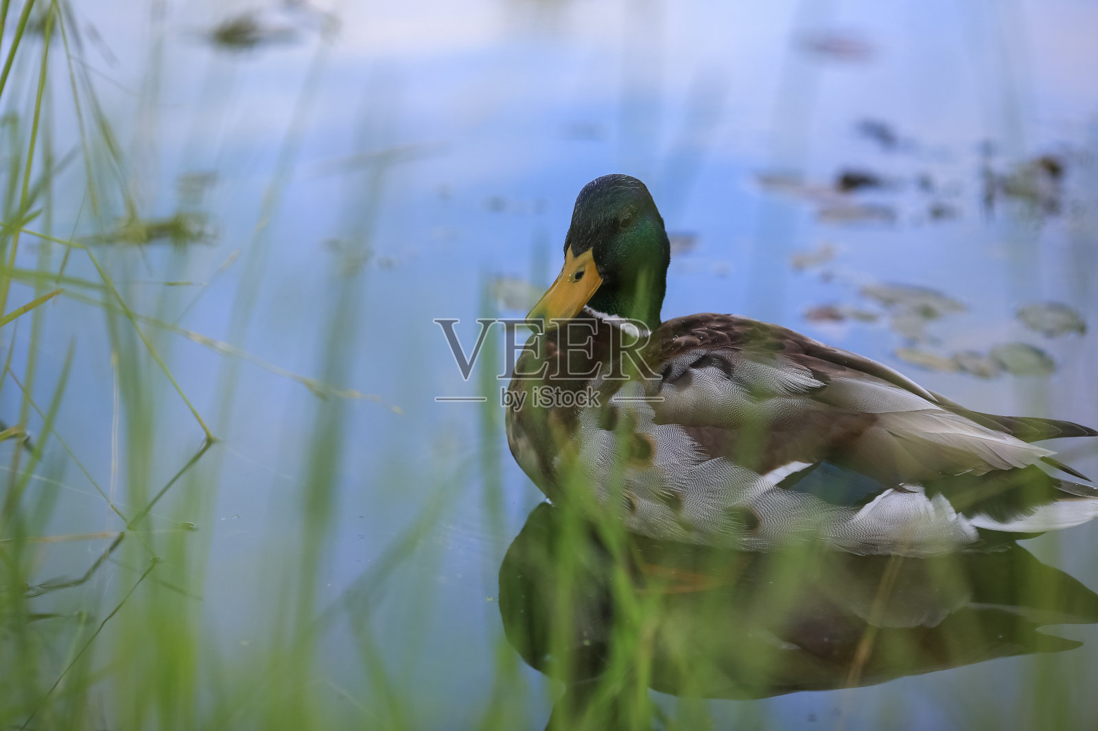 鸭子的肖像照片摄影图片