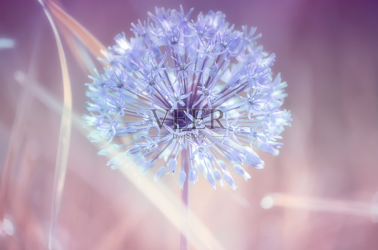 蓝色葱属花。蓬松盛开的花头。艺术照片。柔和的色调照片摄影图片