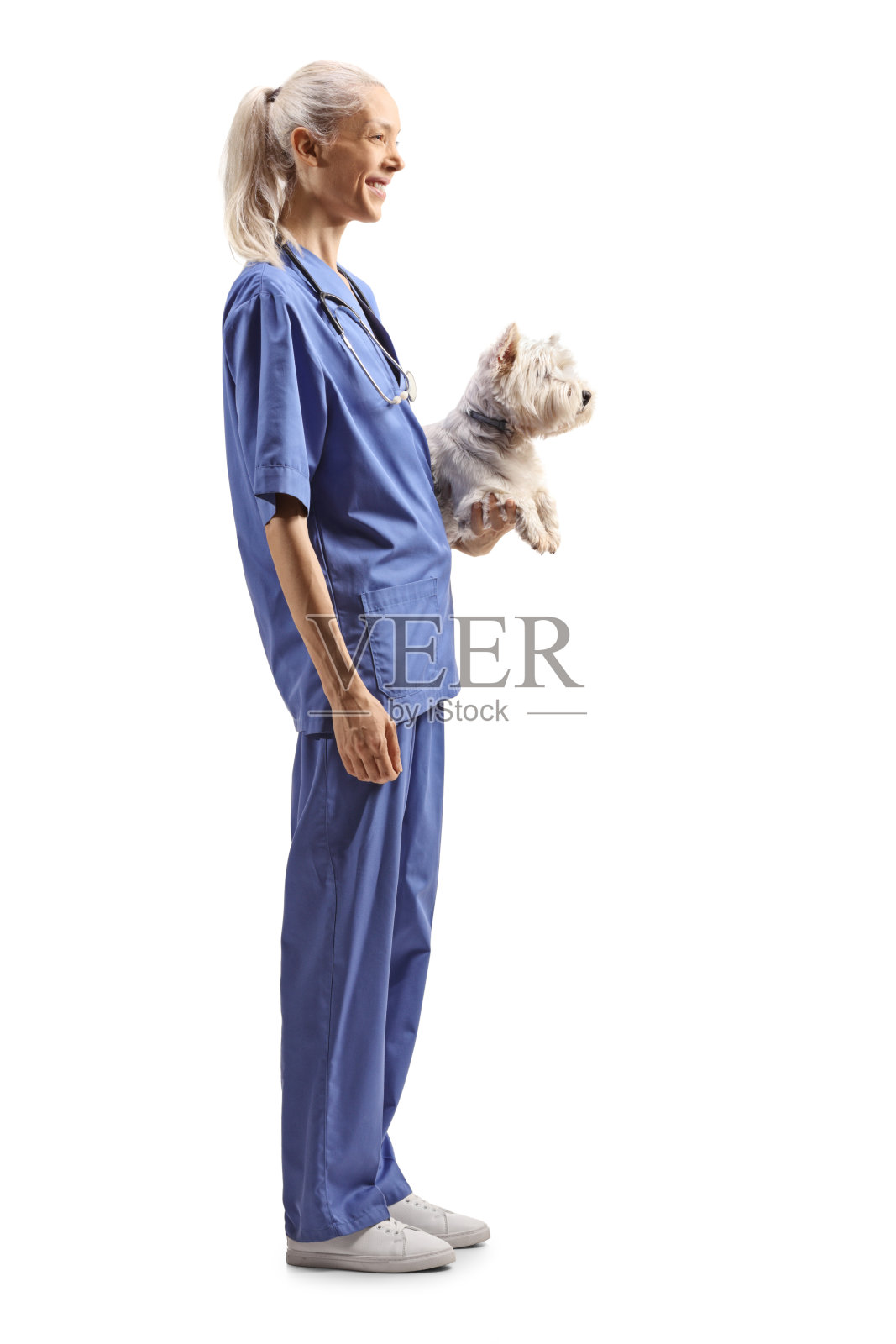 穿着制服的女兽医抱着一只西威狗照片摄影图片