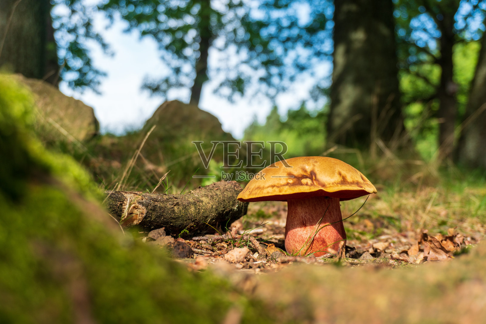 有毒的蘑菇在一片空地上的树叶和草覆盖的森林土壤照片摄影图片