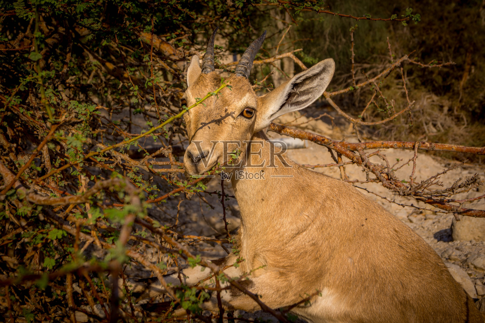 以色列死海地区Ein Gedi保护区的沙漠山山羊正在吃灌木丛。照片摄影图片