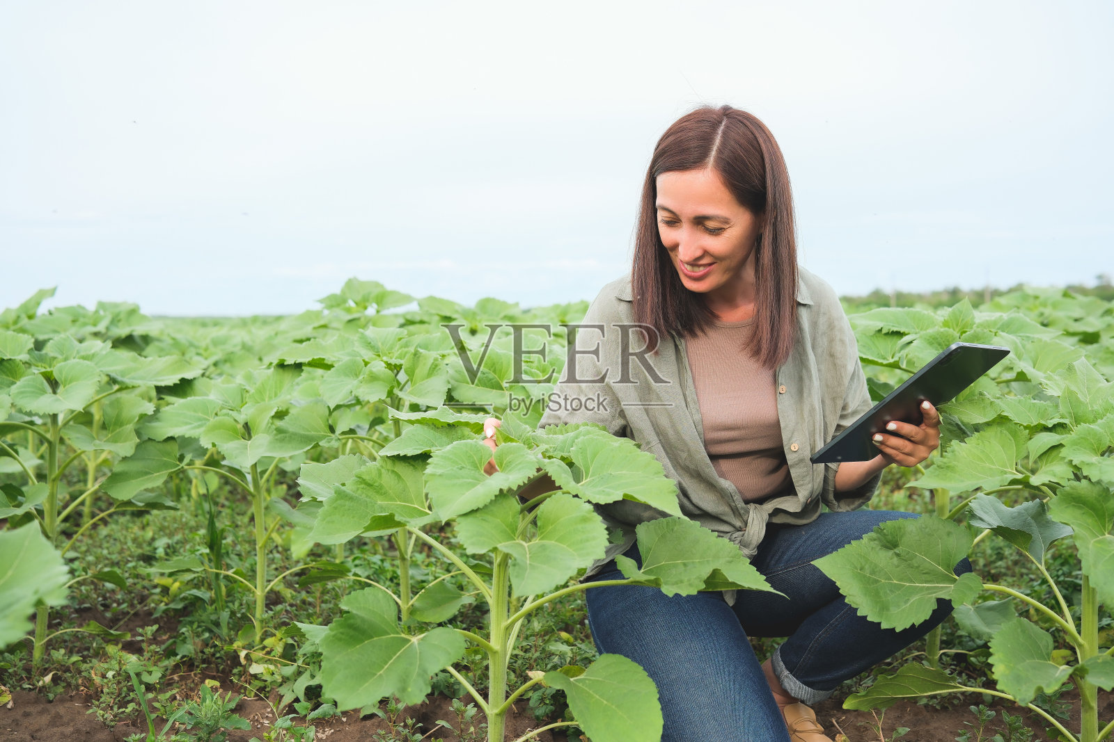 农艺师妇女在检查夏天在农场地里生长的向日葵。农业生产理念。向日葵地里的农民。高质量照片照片摄影图片