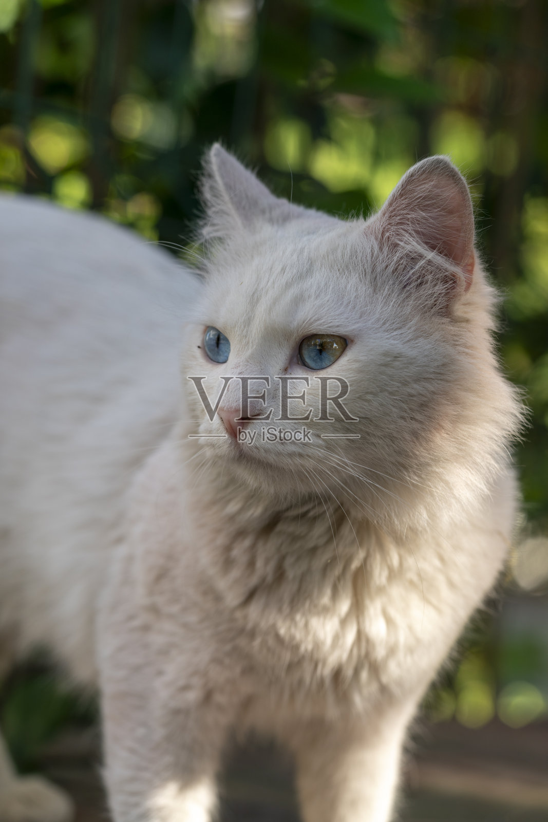 一只母土耳其安哥拉猫在街上的特写镜头照片摄影图片